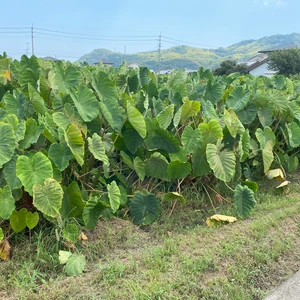☆ほくほく食感が魅力！赤芽里芋（セレベス）2Kg（子芋1.5kg、親芋0.5kg