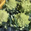 【川上農園】『世界一美しい野菜』ロマネスコ 中サイズ3個