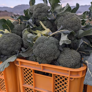 淡路島 おまかせ100サイズ野菜セット