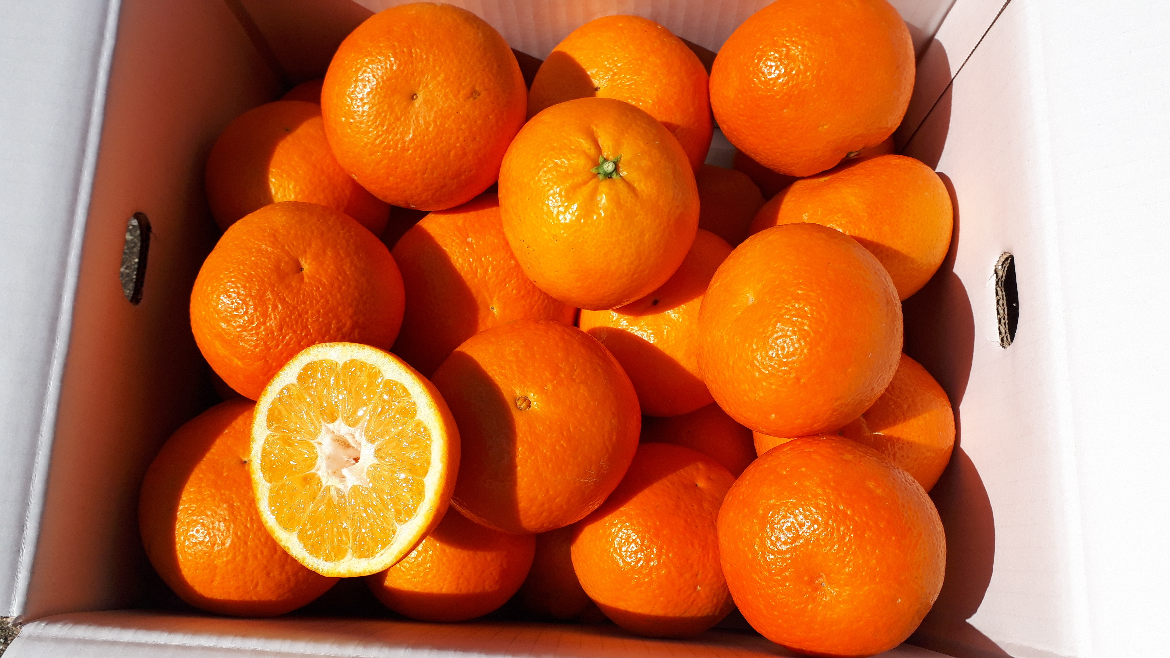 新春、優しい甘さの伊予柑(いよかん)でリフレッシュ! 中箱いよかん大きめサイズ12~14個(3L~4L)3.2kg~4kg未満