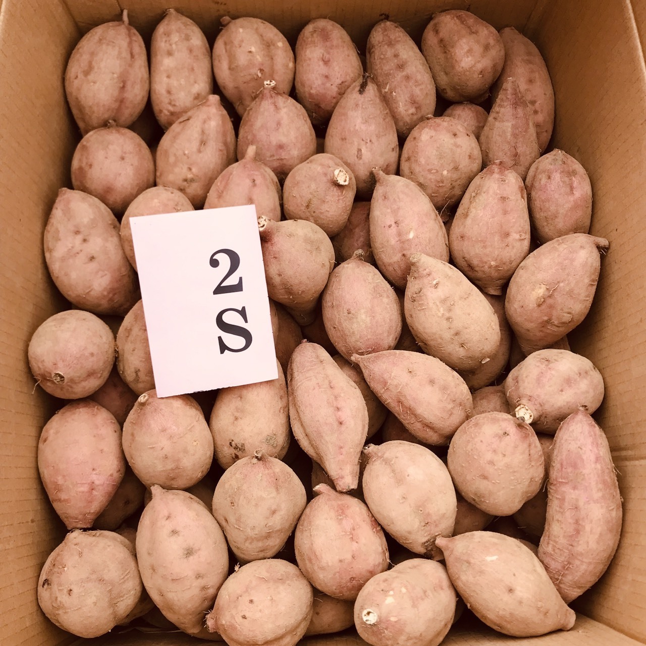 【絶品】種子島産 安納芋 SML混合24kg(箱別)