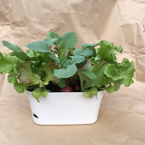 ベジタブルポット♡小さな小さな野菜畑　レタスとラディッシュ