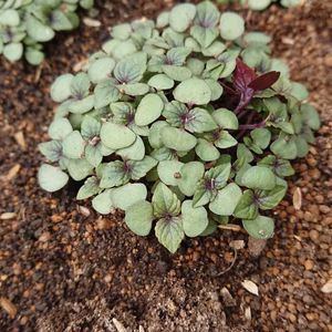一瞬一旬お野菜とお米セット