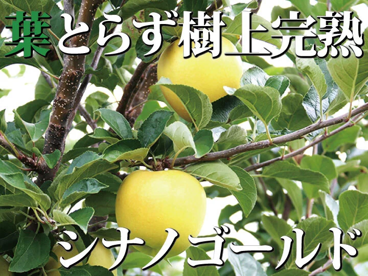 まさに金賞☆】青森県産りんご「樹上完熟葉とらずシナノゴールド」訳