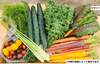 野菜の味が濃い【たてやまかおり菜園】のクール便『夏のカラフル野菜セットS』