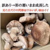 クール便　特盛4キロ 頑張って成長したが形が悪い徳島県産肉厚歯応えの良い椎茸さん