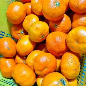 【半額特化】甘平 訳あり品 4キロ