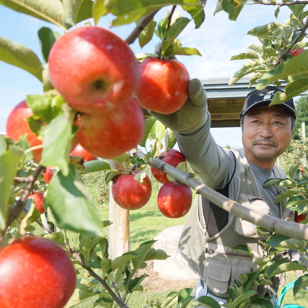 皮ごとガブリ！減農薬の葉とらずふじ【丸かじり用小玉サイズ】キズありご家庭用