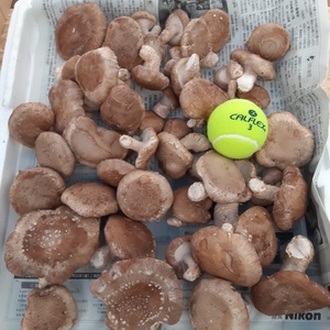 大小無選別菌床椎茸約1ｋｇ「おまけ付き」
