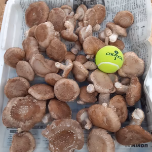 大小無選別菌床椎茸約1ｋｇ「おまけ付き」