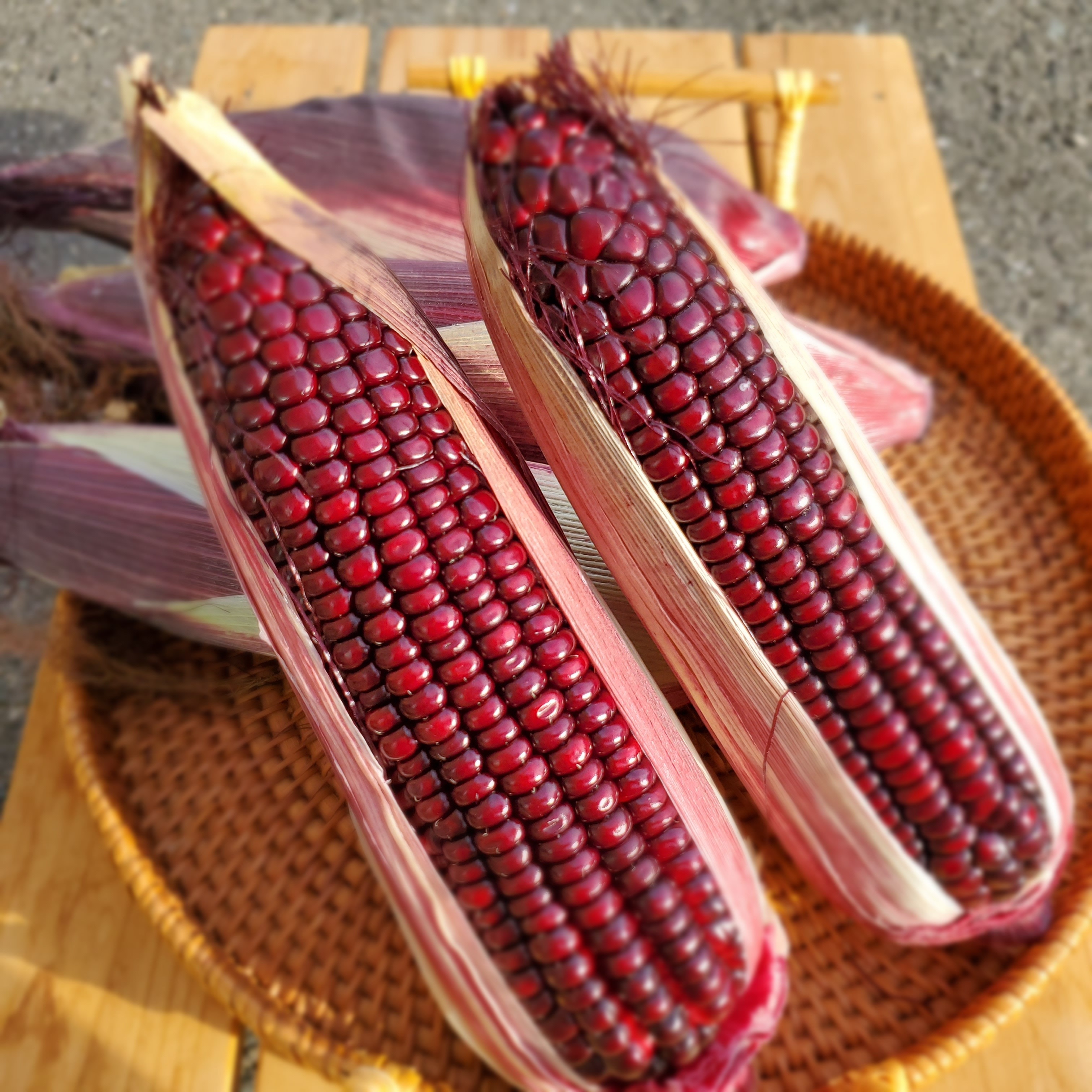 沖縄県産 紫もちとうもろこし Ｂ品 約4.4kg【常温便】① 予約]紫もちもちとうもろこし 6本〜｜とうもろこしの商品詳細