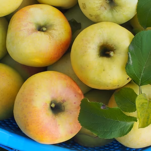 【ぐんま名月】あま～いりんご好きさんへ！ネオニコ系農薬不使用/特別栽培