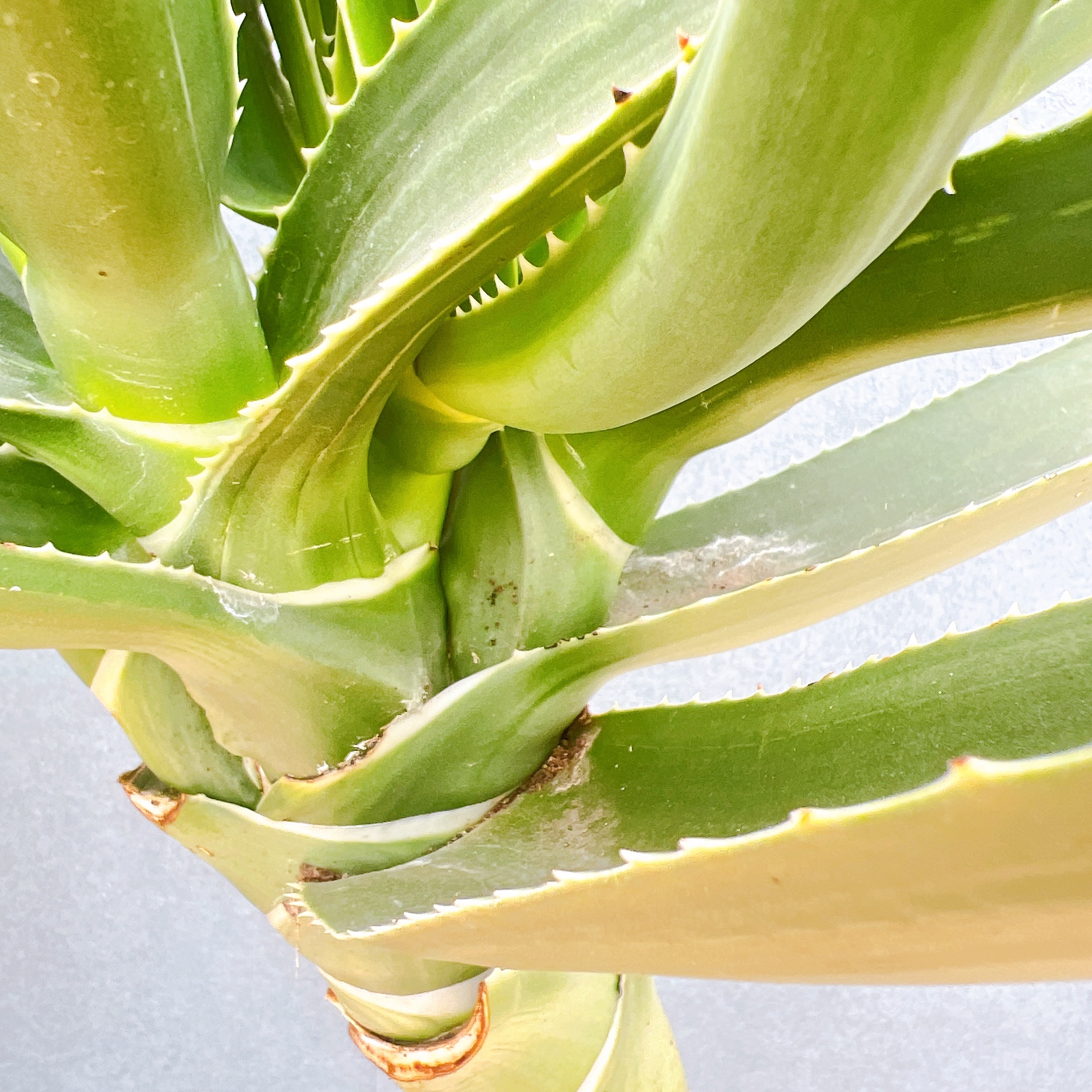 在庫販売】 アロエ メデューサ 室内 大型 屋外 多肉植物 ドライ