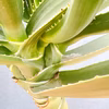 【在庫販売】　アロエ　メデューサ　室内　大型　屋外　多肉植物　ドライガーデン