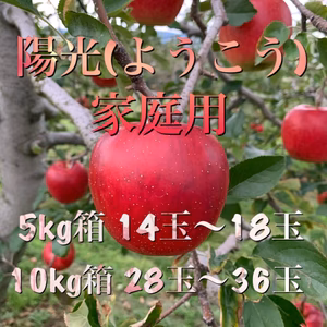 濃厚！シャッキシャキ！安曇野松川村産【陽光】5kg,10kg家庭用