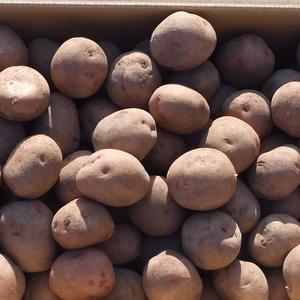 富良野産じゃがいも　さやあかね　10ｋｇ　Sサイズ　数量限定