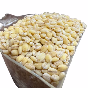 宮崎県産令和７年もち麦５００ｇ