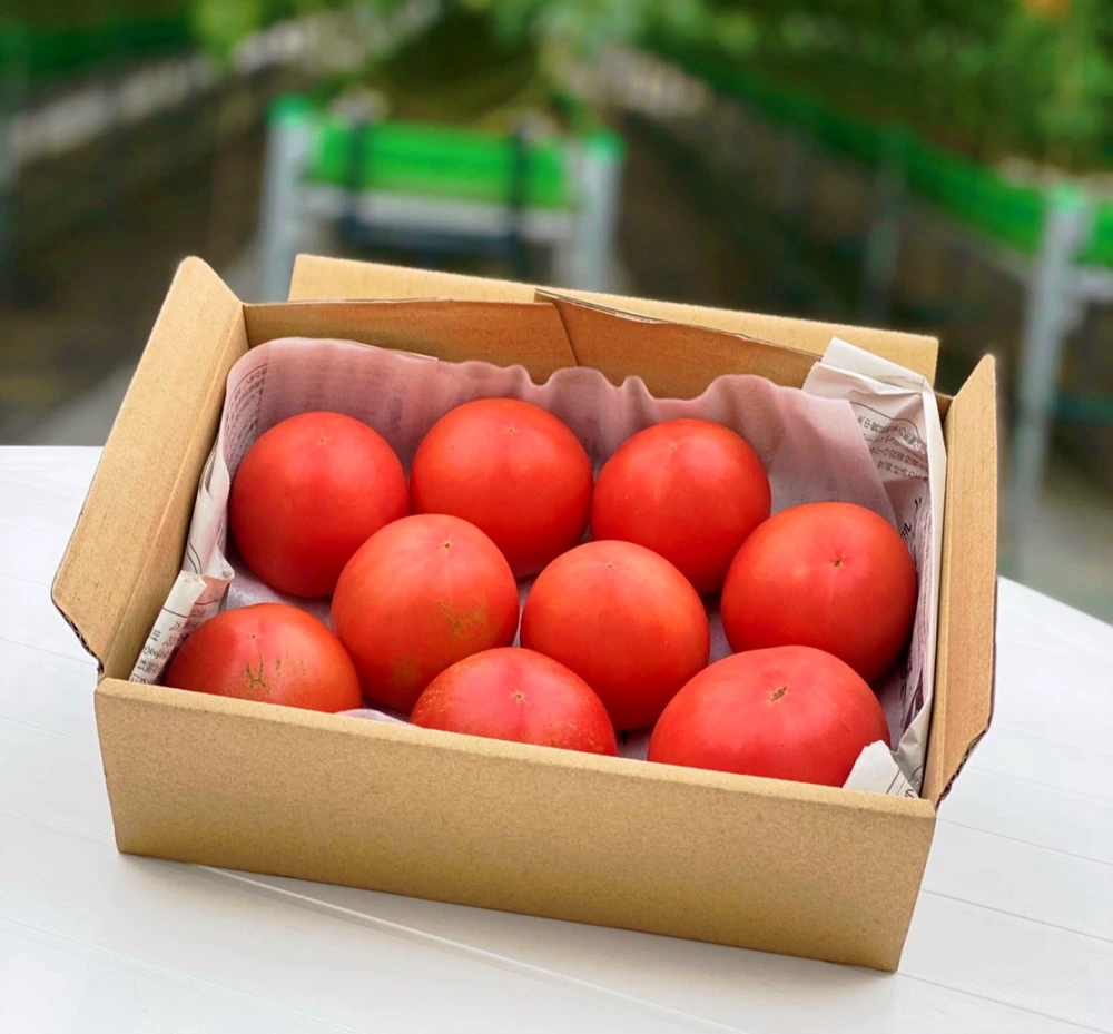 【大豊作セール‼️】ずっしり❗️ジューシー❗️朝採り完熟トマト(規格外)