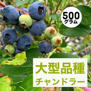 ブルーベリー　チャンドラー500グラム　農薬不使用