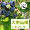 ブルーベリー　チャンドラー500グラム　農薬不使用