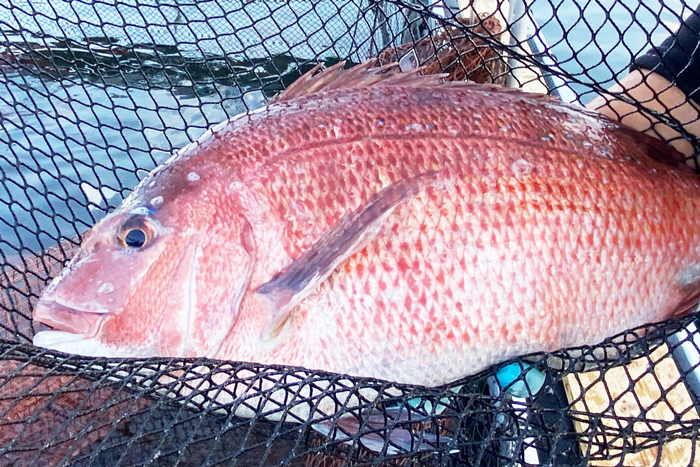 [魚の王様!]記念日などのお祝いは縁起の良い絶品真鯛を贈り鯛! ◎捌いてお届け!3枚おろし(スキンレス)