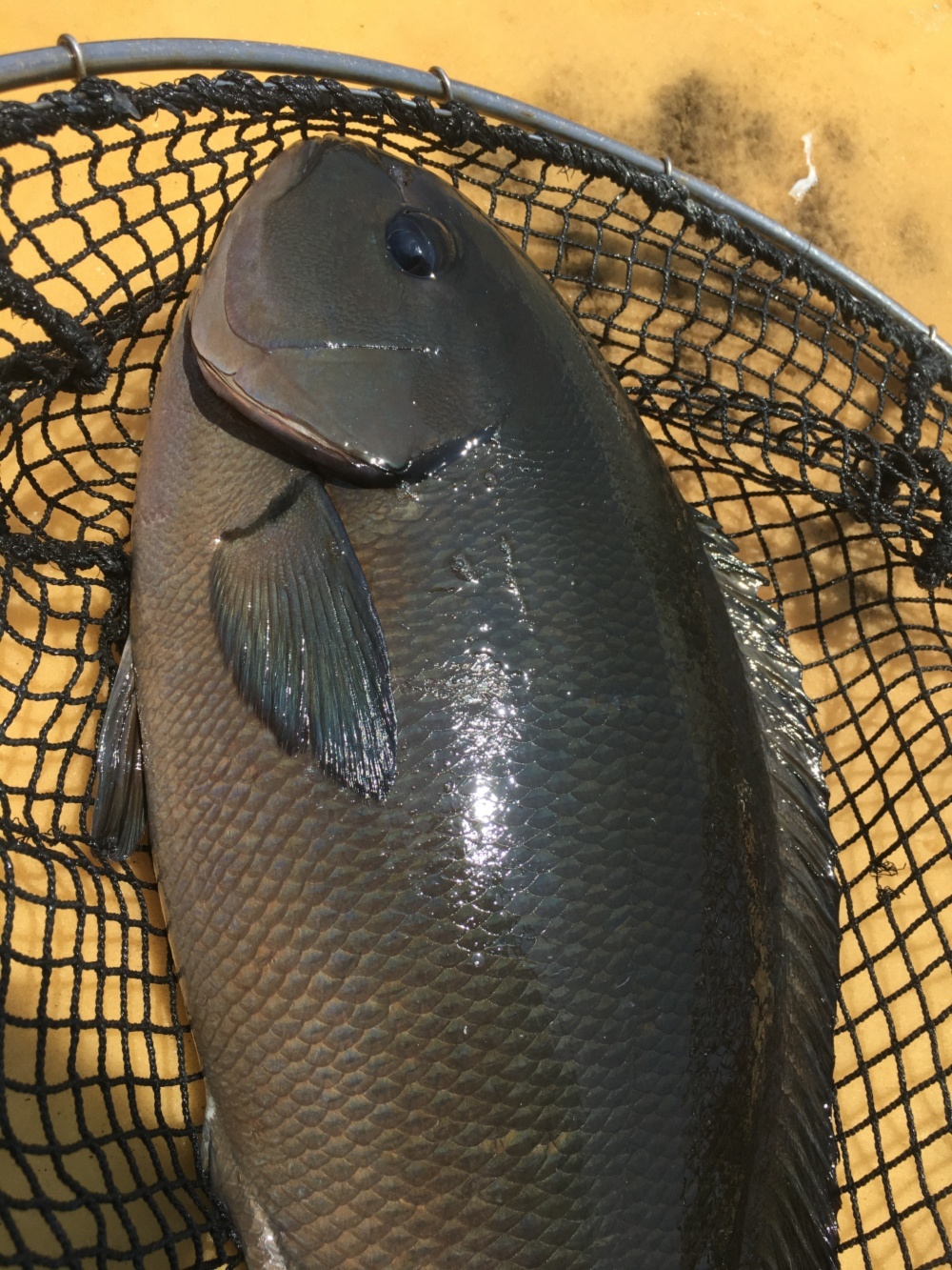 イワシの舞う島で育っためでたい魚 オナガグレ クロメジナ 丸のまま 農家漁師から産地直送の通販 ポケットマルシェ