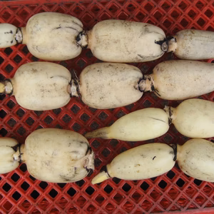 生命力あふれる木更津レンコン（詰め合わせ）１．５㎏　初出荷！