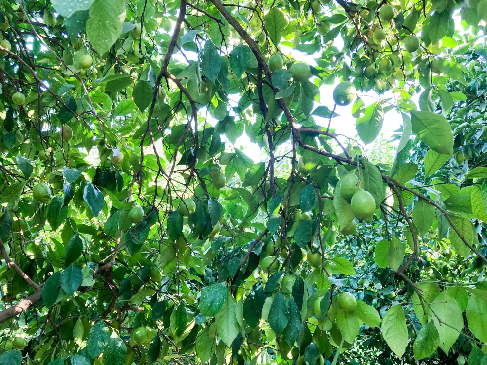 【レモン島からお届け♪皮までレモン】除草剤、化学的な肥料農薬不使用