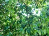 【レモン島からお届け♪皮までレモン】除草剤、化学的な肥料農薬不使用