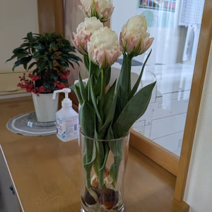 4/6発送　球根付きチューリップ　”アイスクリーム3本　※北海道沖縄発送不可