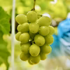 【濃厚芳醇】シャインマスカット 佐賀県唐津産