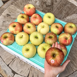 【訳アリだからお得】旬のりんご3品種食べ比べ おまかせりんご5kg