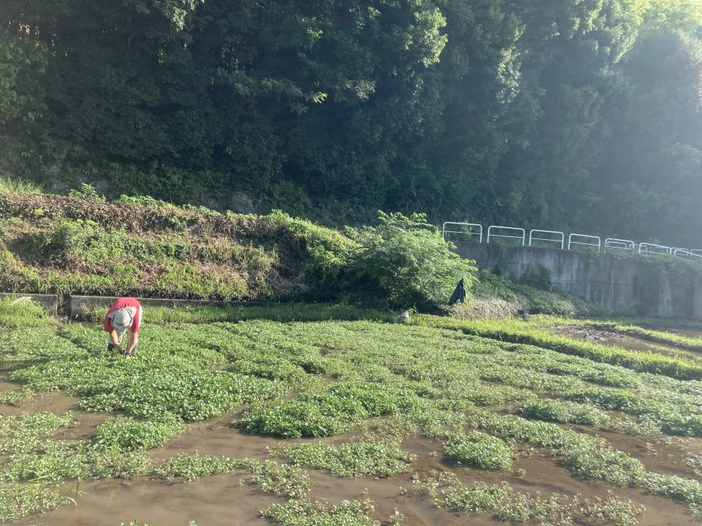 【農場直送！】環境省認定名水１００選の沢水で育ったKUMAMOTOクレソン