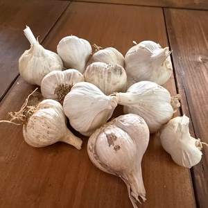 無農薬栽培 にんにく 石川県産 超小粒 ニンニク メール便 送料無料