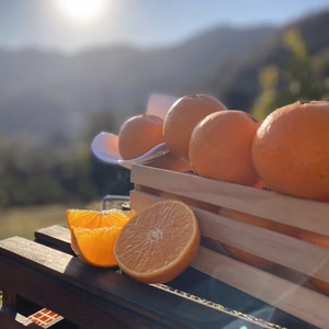 【愛媛県限定柑橘】太陽と海のまどんな（小玉）《訳あり》5k