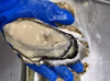 北海道厚岸産殻付き牡蠣　3Lサイズ