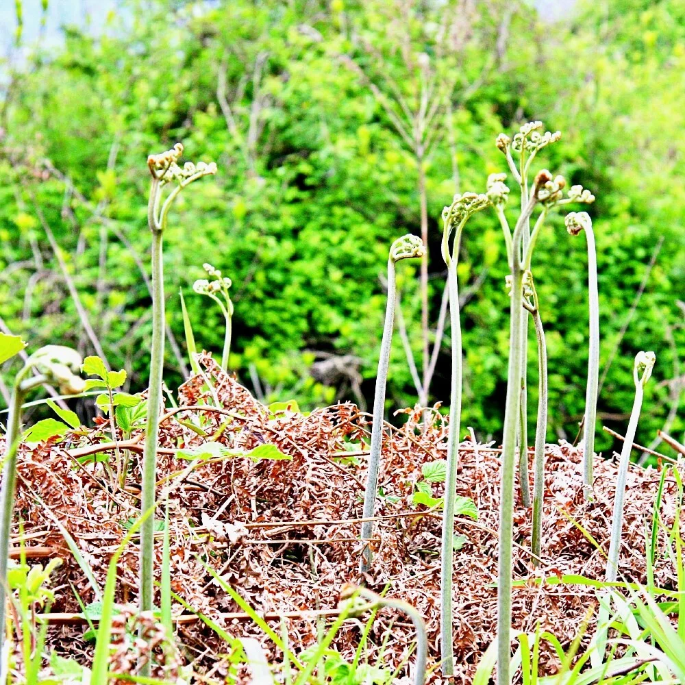 【新発売】味付山菜わらび270ｇｘ３袋セット 天然　山形県産