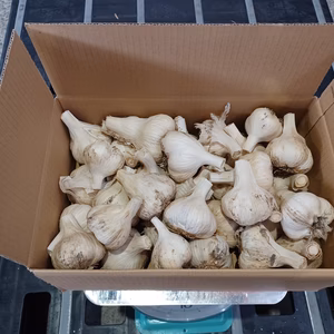 ☆大特価☆　青森県産ブランドにんにく　1.7kg　ホワイト六片　土付き　訳あり品