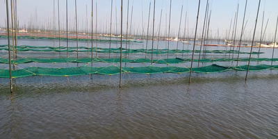 海苔の育苗記①｜腕の見せ所は品質を左右する「干出」ばい