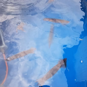 イチマン❗貴重なスルメイカ❗　10尾～15尾