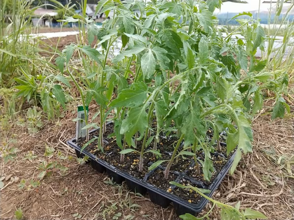 佐瀬農園