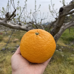 【家庭用】 甘夏 約3kg 和歌山県産