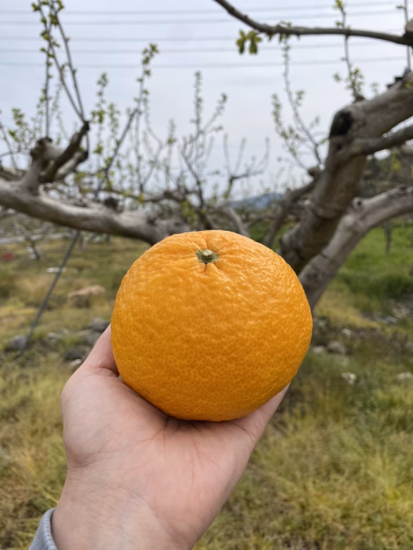 【家庭用】 甘夏 約3kg 和歌山県産 
