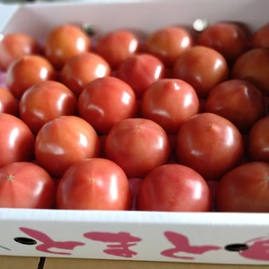 8ｋｇ　56玉 (Mサイズ　1箱28個入り✖2箱）ツゲさんちのうまかトマト  　