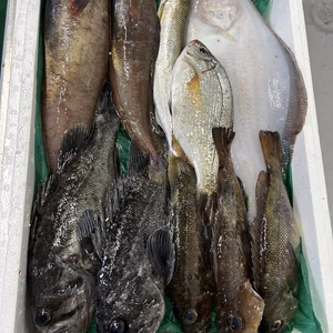 本日水揚げ‼️鮮魚ガチャ❗️