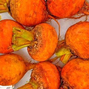 甘くて美味しいオレンジビーツ（春まき　6月～収穫）