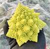 イタリア冬野菜！ロマネスコ