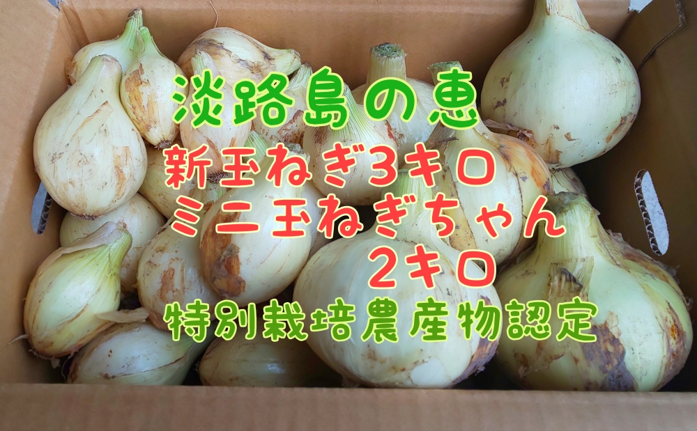 新玉ねぎ3キロミニ玉ちゃん2キロ 農家漁師から産地直送の通販 ポケットマルシェ