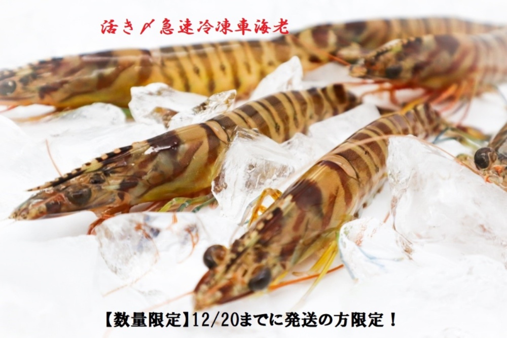 数量限定 12 までに発送の方限定 活き〆急速冷凍 車えび 農家漁師から産地直送の通販 ポケットマルシェ