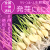 お得なおまけ付き40本入り！便利なレシピ付き！ 発芽にんにく30本+オマケ10本